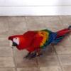 Scarlett Macaw , 7 years old , Good vocabulary,Very Friendly