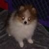 Beautiful AKC Pomeranian puppies