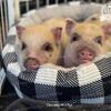 Mini Pigs Registered American Mini Pigs