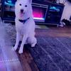 AKC Siberian husky