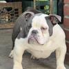 Micro bully’s 