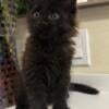 Two Maine coon kittens