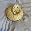 Ball python collection updated 6-18-26