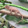 Baby female panther chameleon 