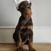 European Doberman Puppies