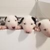 Standard Bull Terrier Puppies, Upcoming Litter March 2025