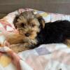 Yorkie male