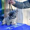 French bull dog, next level male, pending pink!!