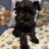 Miniature Schnauzer Puppies Only 1 Girl Puppy Left Pepper