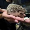 Hedgehog male available