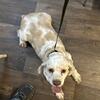 Cockapoos *updated pics added