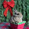 Sweet Netherland dwarf bunnies