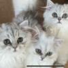 Persian Kittens