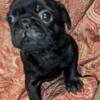 Pug puppies purebred ready this weekend $850