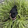 Black Female Pug Puppy