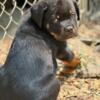 Rottweiler puppies available