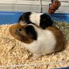 Freddy and Oreo guinea pigs