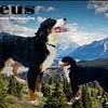 Akc Bernese Mountain Dog for Stud