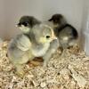 Standard Cochin chicks Sherwood Michigan