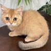 British Shorthair Golden Female