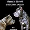 ICCF Registered Cane Corso Puppies Coming Soon