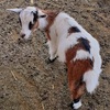 Dwarf Nigerian Goat-Doelings Ready for breeding and pets