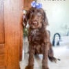 Merle F1 Labradoodle Puppies