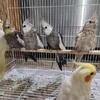 Cockatiels 200 each