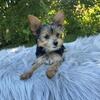 Female yorkies 