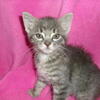KITTENS
