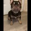 French bulldog female available 