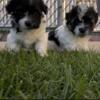 Shih-Tzu puppies