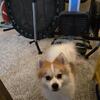 Pomeranian Rehoming
