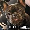 DOOBIE STUD MALE