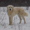 Trained Livestock Guardian Dog (Great Pyr/Anatolian) Available