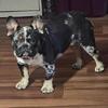 TANK working stud Male Tri pied merle fluffy carrier