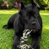 North American Mastiff Male Puppy