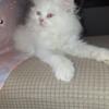 White Persian male kitten