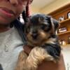 Cute yorkie boy puppy