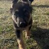 EXTRAORDINARY  FEMALE GERMAN SHEPHERD PUPPY