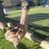 Emu babies for sale ready to go