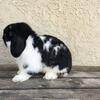 Holland Lop Buck in Earlimart, CA  $100