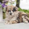 Stunning Shiba Poodle Mix Puppies