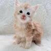 Available kittens/Meowhauscoons.com
