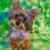 Adorable Adult Male Yorkie - Dillion