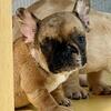 French Bulldog 9 weeks