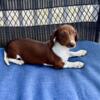 AKC female, smooth coat, chocolate/tan piebald dachshund puppy