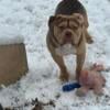 Bully puppies for sale born 9-1