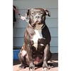 XL Bully Female Available