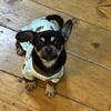 Chihuahua Pekingese